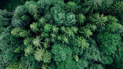 Aerial view of green summer forest in mountainous area. Natural background.