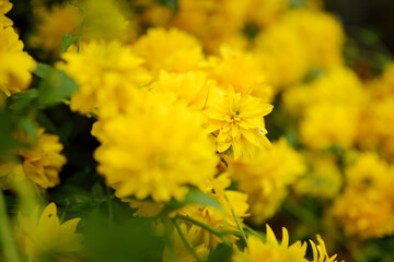 Bright yellow flowers of rudbeckia, commonly known as coneflowers or black eyed susans, in a sunny summer garden.