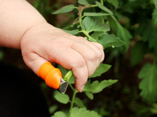 Chubby hand hold cutter to remove excess branches on tomato plant, cut off interferes for growth