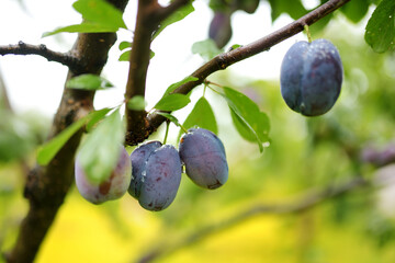 Purple plums on a tree branch in the orchard. Harvesting ripe fruits on autumn day. Growing own fruits and vegetables in a homestead.