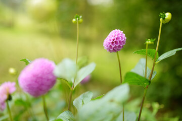 Purple dahlia flowers in a backyard garden in autumn. Fall season.