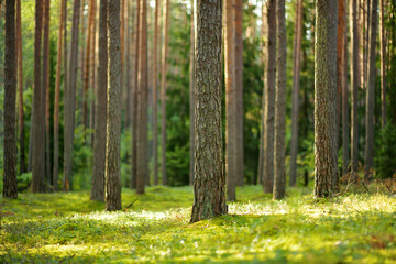 Beautiful mixed pine and deciduous forest, Lithuania - obrazy, fototapety, plakaty