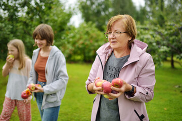 Senior woman and her grandkids harvesting apples in apple tree orchard on autumn day. Gardener...