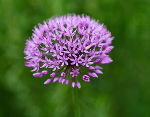 Selective focus shot of purple Allium aflatunense flowers on blur green background