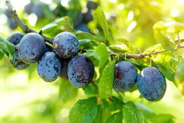 Purple plums on a tree branch in the orchard. Harvesting ripe fruits on autumn day. Growing own...