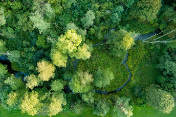 Aerial top down view of green mixed deciduous and coniferous forest.