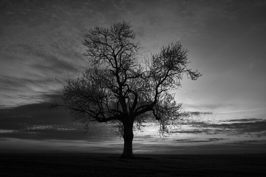 Monochrome Shot Of A Tree In A Deserted Area