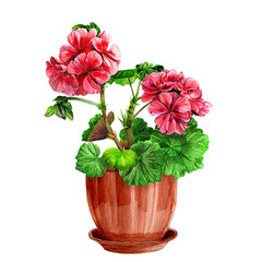 Blooming red geranium in a ceramic pot. Hand drawn watercolor painting isolated on white background. Pelargonium flower postcard. Botanical design element. Houseplants.