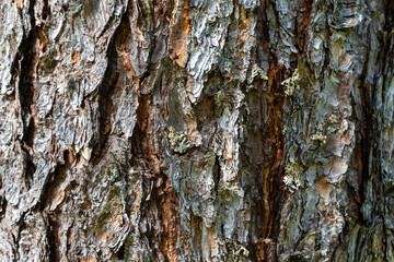 texture of old pine bark. Rough pine bark closeup