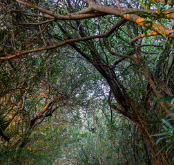 Árboles con hojas verdes
