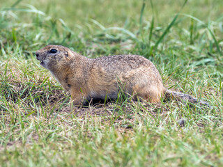 Naklejka na ściany i meble Profile portrait of the gopher on the lawn. Close-up, full length