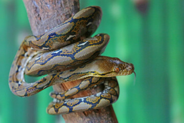 A reticulated python coiled around a dry tree trunk. This reptile has the scientific name...