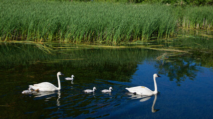 Swans swimming with newborns in the lake.