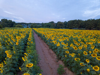 Aerial Drone View of the Blooming Sunflowers at Dorothea Dix Park In Downtown Raleigh, North...
