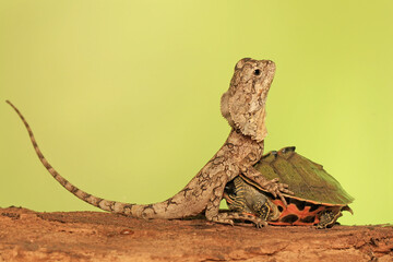 The frilled dragon baby is showing aggressive behavior. This reptile has the scientific name...