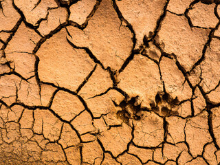 Ground separated. Global warming concept of cracked ground. Dog footprints on  ground.