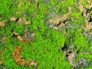Green moss on old brick floor. Green moss texture background.