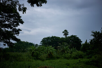 Obraz premium trees and clouds