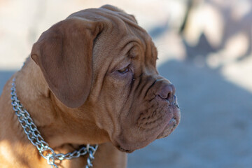 close-up of the head of a dogue of bordeaux