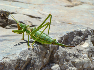 Huge locusts on rocks in ruins in the ancient city of Ephesus, Turkey.