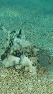 VERTICAL VIDEO: Close-up of Boxfish swims over sandy bottom. Thornback Boxfish or Camel Cowfish (Tetrosomus gibbosus) Red sea, Egypt