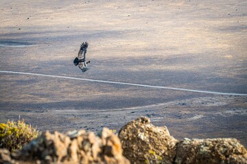 Closeup of an Andean condor flying above a landscape covered with shrubs and a river