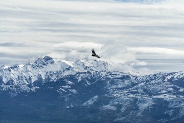 Scenic view of an Andean condor flying above a landscape covered with snowy mountains