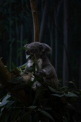 Vertical shot of a koala bear (Phascolarctos cinereus) at the zoo © Zachbrunotts/Wirestock Creators