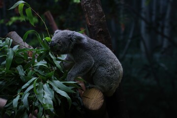 Selective focus shot of a koala bear (Phascolarctos cinereus) at the zoo
