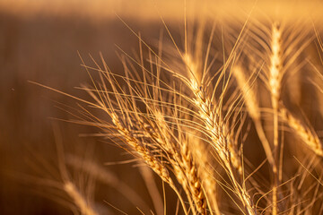 Wheat field on a sunny day. Grain farming, ears of wheat close-up. Agriculture, growing food products.