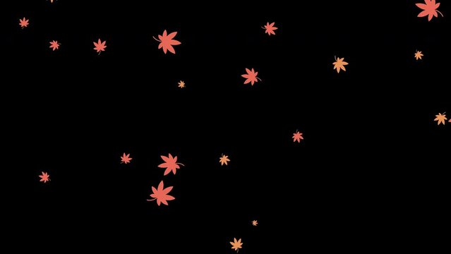 Loop animation of autumn leaves falling diagonally on black background