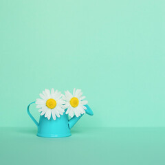 Chamomile in a watering can on a light mint background. Summer concept.
