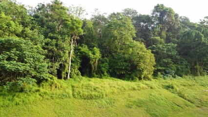 Bird's-eye view of a field in the background of a dense forest