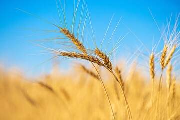 Fototapeta premium Wheat field against the blue sky. Grain farming, ears of wheat close-up. Agriculture, growing food products.