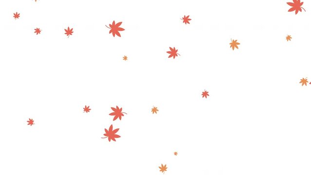 紅葉（もみじ）の葉っぱが斜めに落ちるループアニメーション（白背景）