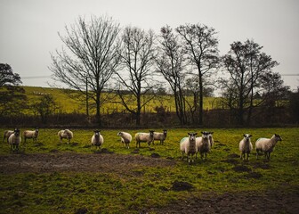 Beautiful view of sheep on pasture with bare trees in the background