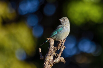 Grey bird. A Sayaca Tanager also know as sanhaço perched on the branch. Species Thraupis sayaca. Birdwatching. Birding. Bird lover.
