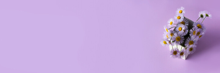 Purple erigeron flowers in a white box on a purple background, summer flowers, banner