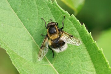 Closeup on the colorful furry bumblebee plumehorn, Volucella bombylans plumatasitting on green leaf