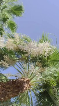 VERTICAL VIDEO: Close-up of blooming date palm on blue sky background. Date palm flowers and leaves in the wind