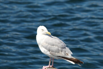 A seagull in the lake area at Southport. This photo has been taken on a very warm and calm day. 