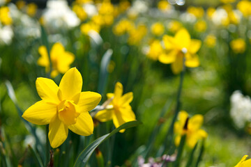 Obraz premium Bright yellow daffodils meadow. Spring sunny day in the garden full of flowers