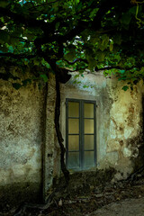 wooden window in old building with small bush