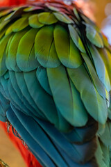 Obraz premium Red and Green Macaw