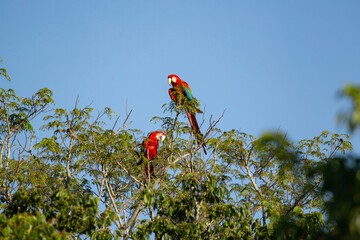 Red and Green Macaw