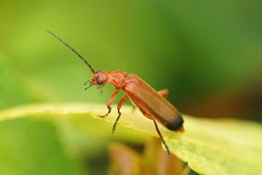 Closeup on the common red soldier beetle, Rhagonycha fulva, sitting on a green leaf