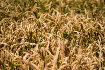 close up of wheat field