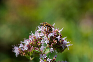 Abeja polinizando y cogiendo polen para hacer miel en flor lila
