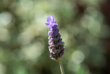 Flor de lavanda con macro, flor lila aromática especial para los aceites esenciales