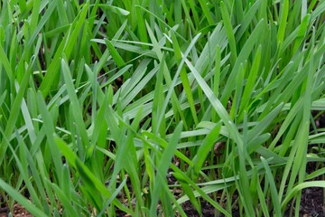 close up view of small oat plants